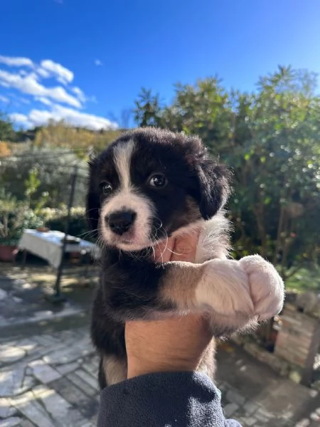 Border Collie  | Foto 6