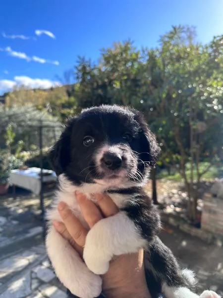 Border Collie  | Foto 3