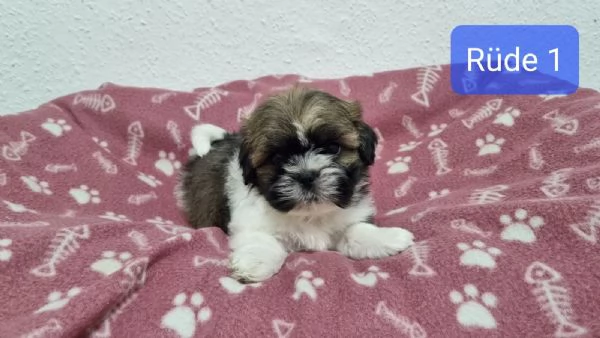 Regalo di Natale Cuccioli Shih Tzu whAtsapp ( 0039 353 317 4023 ) | Foto 2