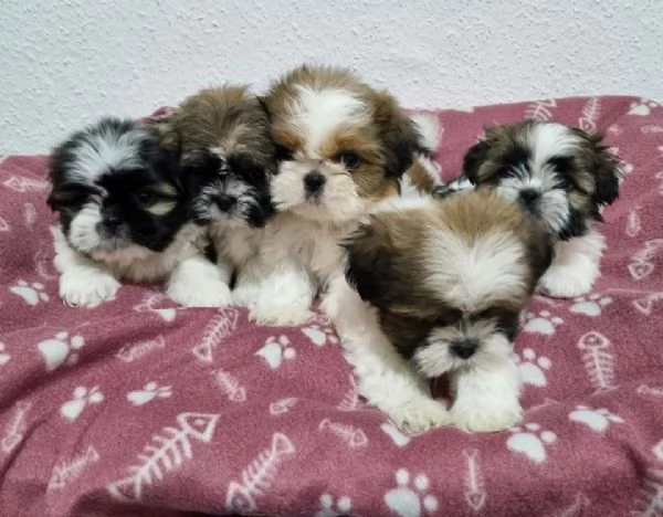 Regalo di Natale Cuccioli Shih Tzu whAtsapp ( 0039 353 317 4023 ) | Foto 1