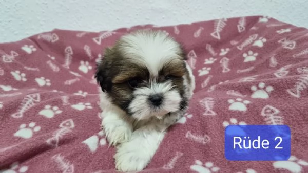 Regalo di Natale Cuccioli Shih Tzu whAtsapp ( 0039 353 317 4023 ) | Foto 0