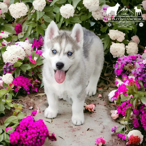 SIBERIAN HUSKY