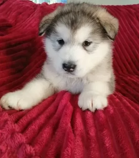 Cuccioli di alaskan malamute