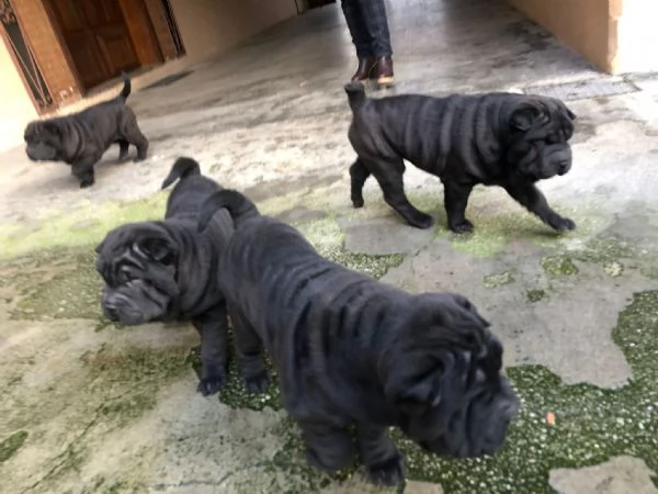 cuccioli di sharpei | Foto 0