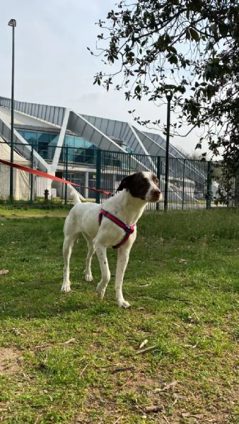 Cagnolina in regalo di due anni, Torino | Foto 0