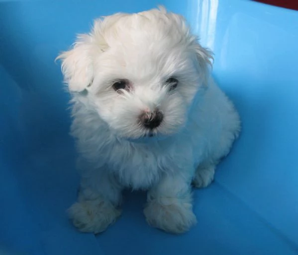 Cuccioli Maltesi maschio e femmina