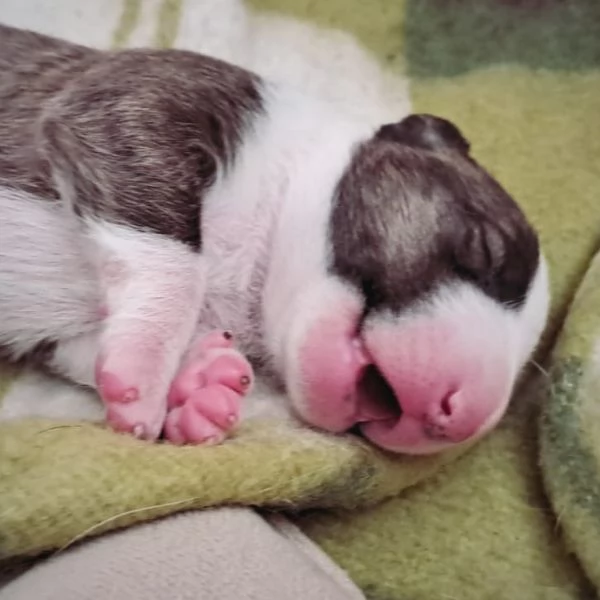 Cuccioli di Bull terrier inglese standard