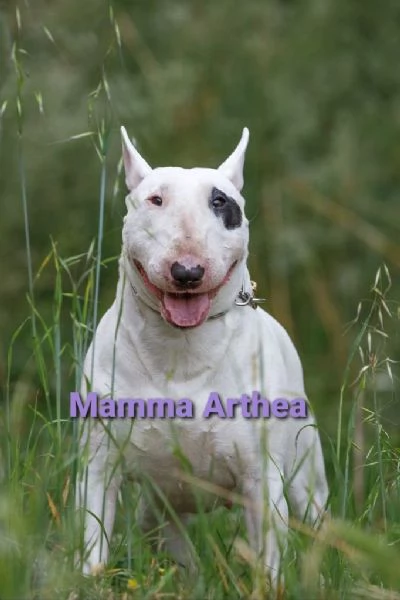 Cuccioli di Bull terrier inglese standard | Foto 1