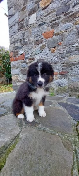 Cuccioli di pastore australiano black tricolor  | Foto 1