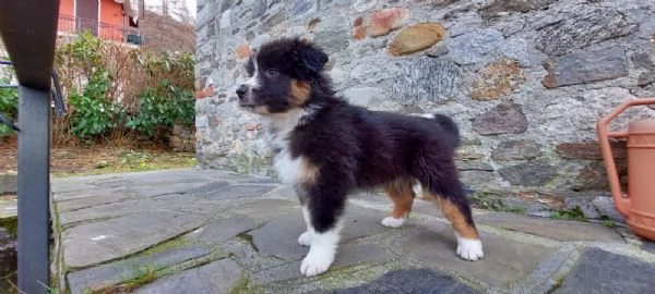 Cuccioli di pastore australiano black tricolor  | Foto 0