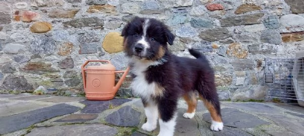 Cuccioli di pastore australiano black tricolor 