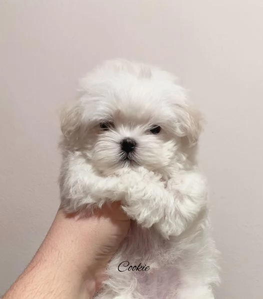 Cuccioli Maltesi maschio e femmina