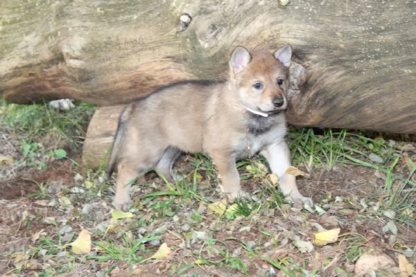 Cuccioli Cane Lupo Cecoslovacco  | Foto 2