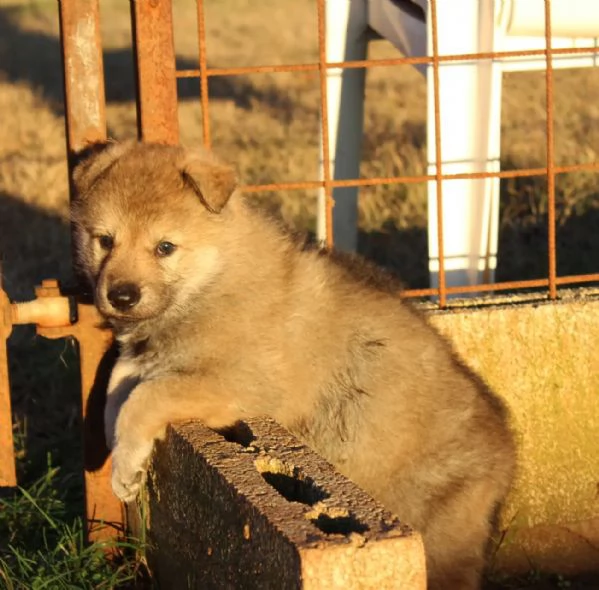 Cuccioli Cane Lupo Cecoslovacco  | Foto 1