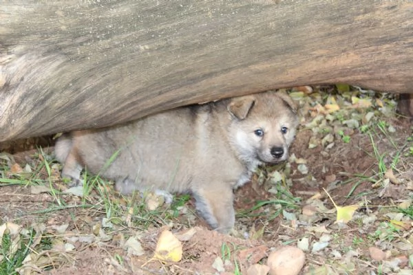 Cuccioli Cane Lupo Cecoslovacco  | Foto 0