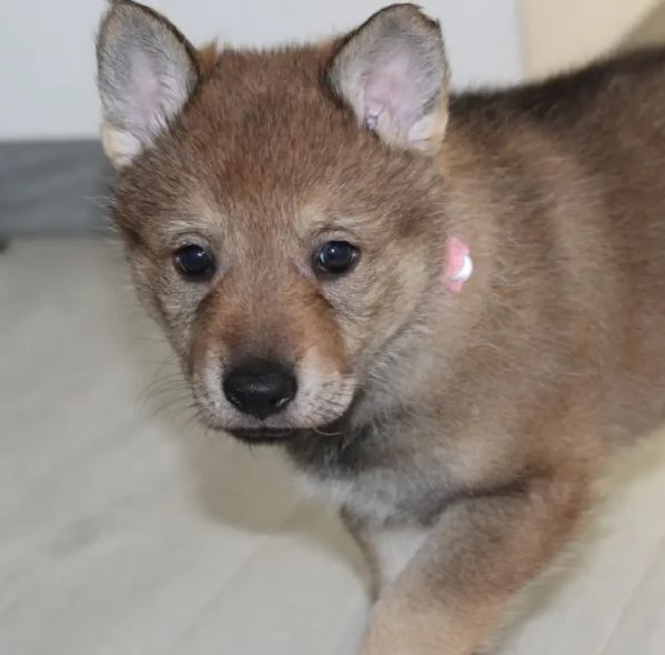 Cuccioli Cane Lupo Cecoslovacco 