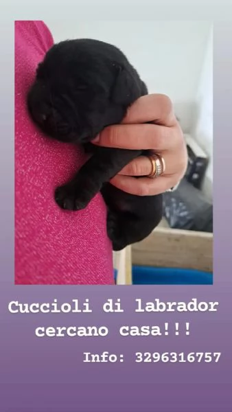 Cuccioli di labrador neri | Foto 3