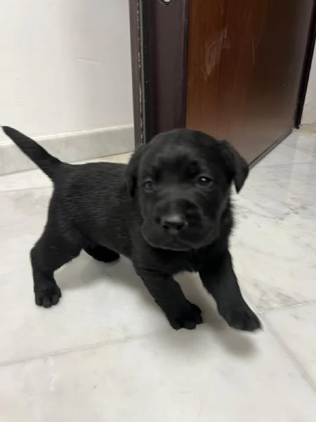 Cuccioli di labrador neri | Foto 2