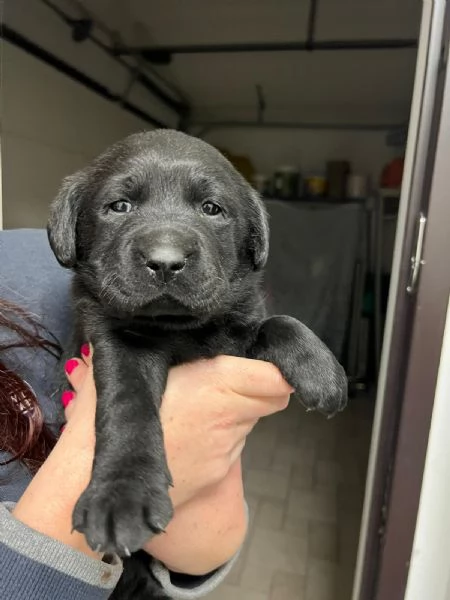 Cuccioli di labrador neri