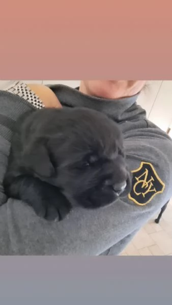 Cuccioli di labrador neri | Foto 0