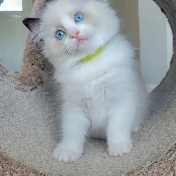 Bellissimi e dolcissimi cuccioli di Ragdoll !! | Foto 0