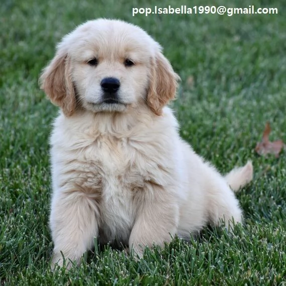 Golden Retriever marrone