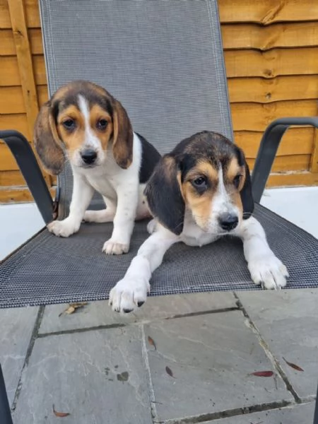 Cuccioli di Beagle in adozione