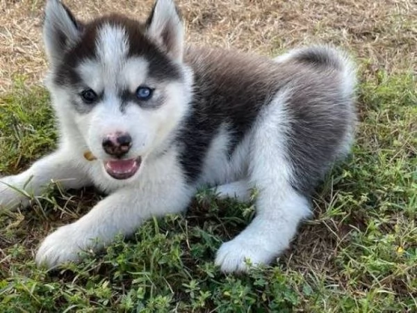 Cuccioli di husky siberiano disponibili per la vendita