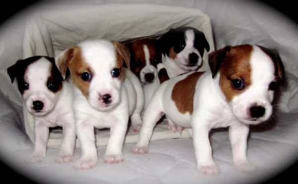 Regalo adorabili cuccioli di jack russel femminucce e maschietti