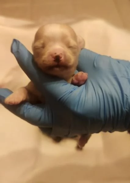 Cuccioli di chihuahua sani ed italiani con pedigree | Foto 1