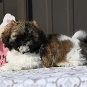    REGALO SHIH-TZU  TOY | Foto 0