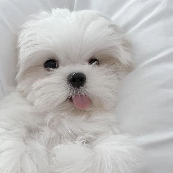 Cuccioli di maltese con pedigree (+[numero nascosto]60)