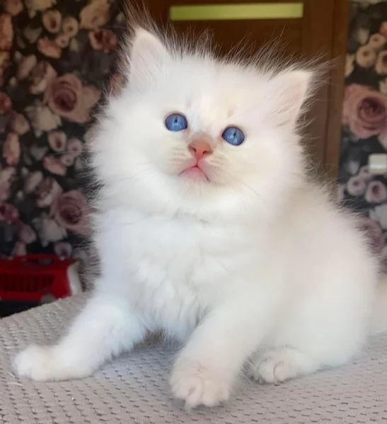 Cuccioli Ragdoll con pedigree