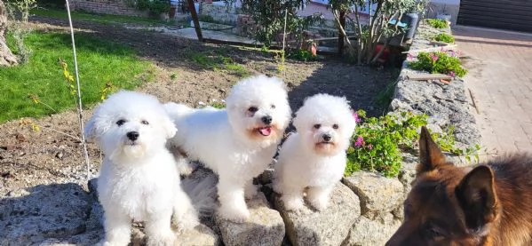 Bichon frisè  | Foto 1