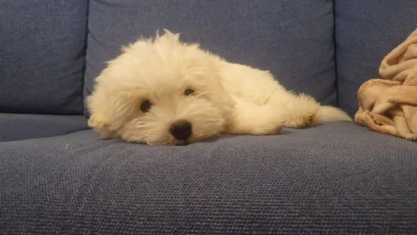 cocciolo Coton del Tulear