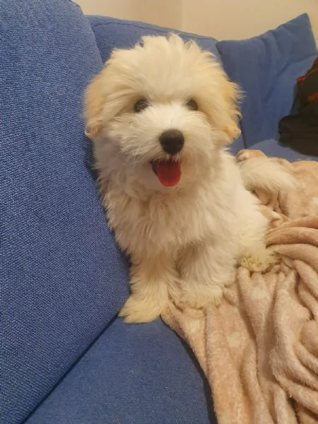 cocciolo Coton del Tulear | Foto 3