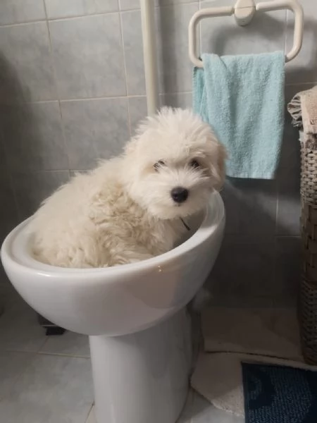 cocciolo Coton del Tulear | Foto 0