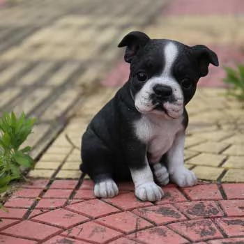  boston terrier