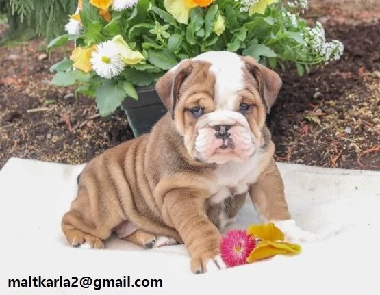 Cuccioli Bulldog Disponibili maschietto e femminuccia di Bulldog. disponibili per la consegna e verr