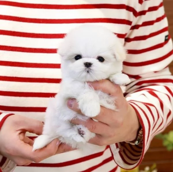 Cuccioli Maltesi maschio e femmina!!!