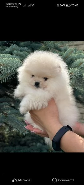 Volpino Spitz pomerania nano TOY cuccioli