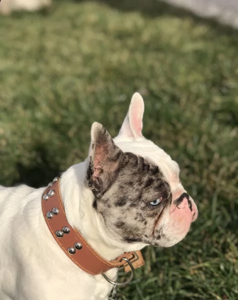 Vendo Adorabile bulldog francese  | Foto 1