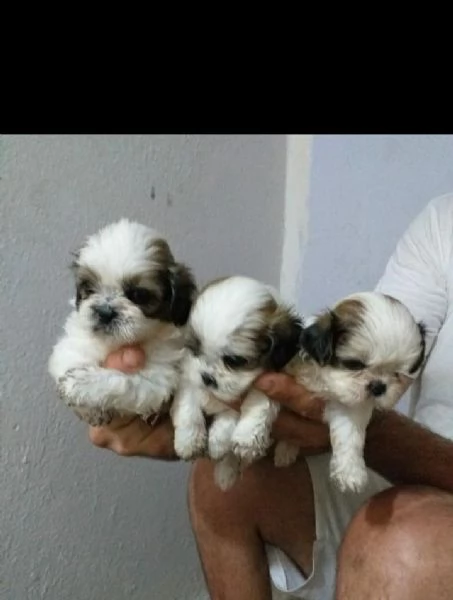 Regalo cuccioli Shih Tzu | Foto 2