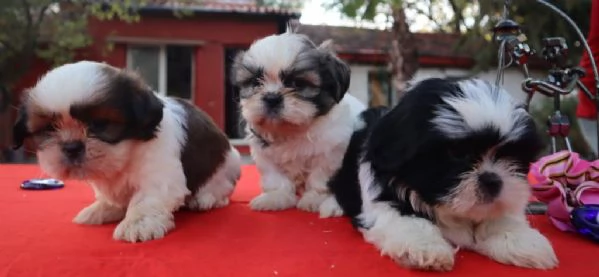 Regalo cuccioli Shih Tzu | Foto 1