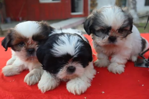 Regalo cuccioli Shih Tzu