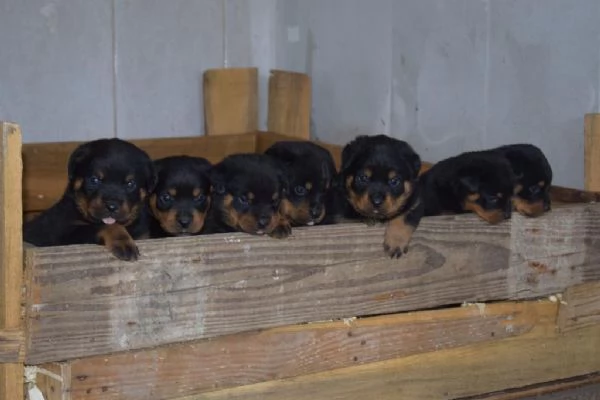 Regalo cuccioli di Rottweiler | Foto 2