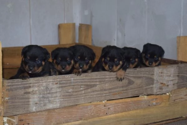 Regalo cuccioli di Rottweiler