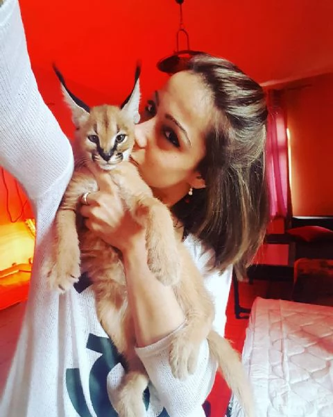 gattini caracal disponibili per famiglie a basso reddito | Foto 3