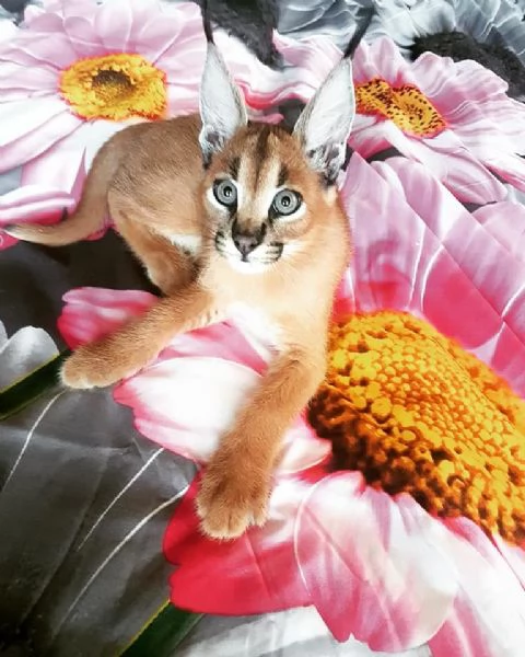 gattini caracal disponibili per famiglie a basso reddito