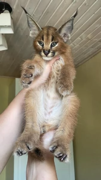 gattini caracal disponibili per famiglie a basso reddito | Foto 1